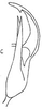 Aedeagus, lateral view on Cumora (Cumora) parallelocornis (Linnavuori, 1955): Aedeagus, lateral view. (Observation).