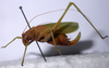 Kuwayamaea sapporensis Matsumura & Shiraki, 1908: female, lateral view (China, Anhui). (Otu).