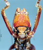 CollectionObject 1506870; MCSN 3224693, f4f5808b-6821-4cf1-875c-3850e4b3178b: male, frontal view (lectotype of Macroxiphus pictipes). (CollectionObject).