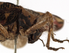 CollectionObject 1529777; 6c827cab-aa90-497c-adb5-5cfce4c69b58: female pronotum, lateral view (syntype). (CollectionObject).