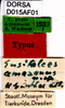 CollectionObject 1505069; aa0a1db7-b0ae-4084-beac-431688a568bc, DORSA D015AF01: labels (holotype of Eusitalces amazonicus). (CollectionObject).