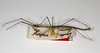 CollectionObject 1559583; 5adf3712-9882-4218-99e1-9c2178f55104: copyright ZHMB, Berlin. male, lateral view (syntype). (CollectionObject).;CollectionObject 1559584; cd52ee9d-327c-45ee-9b2f-9a0c9d7cc06e: copyright ZHMB, Berlin. male, lateral view (syntype). (CollectionObject).