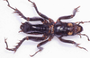 CollectionObject 1517599; 8520d1d2-9ccb-444c-b943-7aaa2019cf6a, NHMUK015982099: male, dorsal view (lectotype). (CollectionObject).