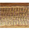 Ovipositor: !! display not done !! on Bonamus lineatus Oman, 1938: detail of first valvula submarginal sculpturing pattern. (Observation).