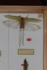 CollectionObject 1505875; f5f0bdb1-f77b-4cc5-8c36-d8d7c727e2a1: male, on drawer (syntype). (CollectionObject).