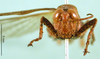 CollectionObject 1501224; 80096f1b-5823-4512-9e87-df236d6725e7: male, frontal view (lectotype). (CollectionObject).