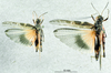 male and female, dorsal view. Depicts CollectionObject 1537909; f4bd280c-385d-4e6c-be8d-c7e8c4e9cd19, a CollectionObject.