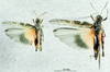 CollectionObject 1537909; f4bd280c-385d-4e6c-be8d-c7e8c4e9cd19: male and female, dorsal view. (CollectionObject).
