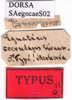 CollectionObject 1530827; 03b2f852-1ea1-4082-bce7-d523374225f8: labels (syntype). (CollectionObject).