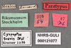 Other: !! display not done !! on Cyrpoptus suavis Stål, 1862: (Observation).