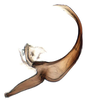 Aedeagus, lateral view on Biza craspa Kramer, 1962: Male holotype [USNM]: aedeagus, lateral view. (Observation).