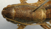 CollectionObject 1520634; 13129522-a1ba-416c-ac3e-5dba200a7b24: male pronotum, dorsal dorsal view (paratype). (CollectionObject).