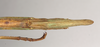 CollectionObject 1563705; NHMUK(SF IMPORT DUPLICATE) BMNH#845349, 383cc2a5-0e45-4be8-8134-ff451259e2ee: copyright Natural History Museum, London. female: end of abdomen, lateral view (holotype). (CollectionObject).