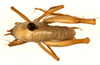 CollectionObject 1499222; b0cd27fa-839f-4454-bbcd-36406b827e64: male, dorsal view (holotype). (CollectionObject).