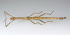 CollectionObject 1590191; USNM(SF IMPORT DUPLICATE) RD–044, fc1f0f9e-1e73-4b5b-b0b5-b68c812a0411: copyright USNM, Washington. male, dorsal view (holotype). (CollectionObject).