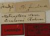 CollectionObject 1535152; b1bfa7a8-b368-43c5-ba26-d93a62cbfab9: labels (lectotype). (CollectionObject).