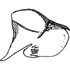 Pygofer, lateral view on Anufrievia ciconia Dworakowska, 1976: Pygofer, lateral view. (Observation).