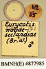 Platyzosteria novaeseelandiae (Brunner von Wattenwyl, 1865): Lectotype, male, labels, reverse. BMNH(E)#877985. (Otu).
