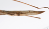 CollectionObject 1559067; bdb9903d-cc1b-4bc3-bf6c-14f9d7d64a57: copyright ZMUH, Hamburg. female: end of abdomen, lateral view of synonym Hyrtacus imitans (holotype). (CollectionObject).