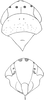Head: !! display not done !! on Graphocraerus ventralis (Fallén, 1806): Head, pro-, and mesothorax. (Observation).