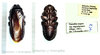 Panesthia angustipennis (Illiger, 1801): female nymph. (Otu).