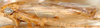 Habitus, lateral view on Divitiacus primus Distant, 1918: Divitiacus primus, lateral habitus (BMNH). (Observation).