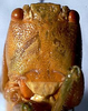 CollectionObject 1576643; NMW 25544, 204b84cc-e891-433e-99bd-11305a2a2d36: female head, frontal view (specimen from Vienna). (CollectionObject).