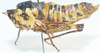 Megalithericles coloratus Descamps, 1977: female, lateral view. (Otu).