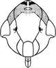 Nymph: !! display not done !! on Pendarus (Pendarus) Ball, 1927: (Observation).