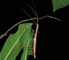CollectionObject 1597631; 83635de7-6ca8-4b77-aab3-ca2a0d608a35: copyright QM. female in nature (paratype). (CollectionObject).
