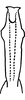 Aedeagus, ventral view on Erythridula lyratae (Ross & DeLong, 1953): Aedeagus, ventral view. (Observation).