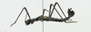 CollectionObject 1563921; af0fb0d3-718a-4a8f-b439-584e908796e1: male, lateral view (holotype). (CollectionObject).