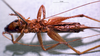 CollectionObject 1503284; MBBJ 3224152, bdb30e53-05a2-4f58-a66c-b032ec1e9643: female, ventral view. (CollectionObject).
