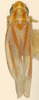Habitus, dorsal view on Erythridula magnacalx (Beamer, 1930): Habitus (holotype, KSEM collection). (Observation).