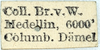 CollectionObject 1562149; NMW 150, 77f8ec9a-8c3d-4893-8a13-edf1d0127e00: copyright NMW, Vienna. female, data label (holotype). (CollectionObject).