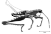 Microtylopteryx hebardi hebardi Rehn, 1905: Fig. 6 A. male habitus. (Otu).