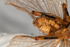 CollectionObject 1585402; d74bb343-6f92-4fac-84d1-8b8cbe4a9694: male, ventral view (syntype). (CollectionObject).