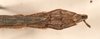 CollectionObject 1599504; 3967ffee-1fad-4cf2-98cc-df980b4e0213: copyright OUMNH. male: end of abdomen, dorsal view of Xeroderus kirbii (paralectotype). (CollectionObject).
