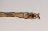 CollectionObject 1557944; NHMUK(SF IMPORT DUPLICATE) 844868, ee457233-8ef0-4557-8957-a691c91a0b8d: copyright Natural History Museum, London. male: end of abdomen, ventral view (holotype). (CollectionObject).