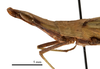 CollectionObject 1538215; c9cc2101-506e-4158-abe6-879d12152ad3: male head and pronotum, lateral view (holotype of Acrida bara). (CollectionObject).