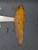 Habitus, dorsal view on Erotana ruberis Medler, 2000: (Observation).
