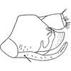 Pygofer, lateral view on Empoa (Empoides) punicea (Matsumura, 1932): Pygofer, lateral view. (Observation).