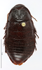 CollectionObject 1587523; MNHN(SF IMPORT DUPLICATE) MNHN-EP-EP820, e104f3e7-9621-4da9-8494-ccdd193d49da: CC BY-NC-ND 4.0/MNHN - Depraetere Marion - 2014. Paratype, female, of parvus Grandcolas & Park, 2005. Specimen number: MNHN-EP-EP820. http://coldb.mnhn.fr/catalognumber/mnhn/ep/ep820. (CollectionObject).