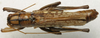 CollectionObject 1535953; 0c1cf85f-2457-4606-bc4b-fe4a02b03fb4: male habitus, dorsal view (syntype). (CollectionObject).