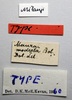 CollectionObject 1518417; 110e9f96-7cc0-41a7-a195-682291ec7dad: female, labels (holotype). (CollectionObject).
