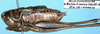 Modestana ebneri excurvata (Willemse, 1975): male, lateral view (paratype). (Otu).