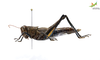 CollectionObject 1849150; 71180bc4-2444-46c4-a207-6655f1e6366f, Unioeste Cascavel K-0222: Female. Lateral view. (CollectionObject).