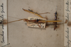 CollectionObject 1561984; 92eda11f-c239-4749-b3c5-860bd8f50183: copyright NZSI, Calcutta. female (holotype). (CollectionObject).