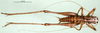 CollectionObject 1564709; 0d62b4cc-38a4-4a15-b579-2956e33b3c96: male, dorsal view (paratype). (CollectionObject).