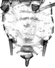 Abdomen, sternal apodemes, ventral view.: (Observation).